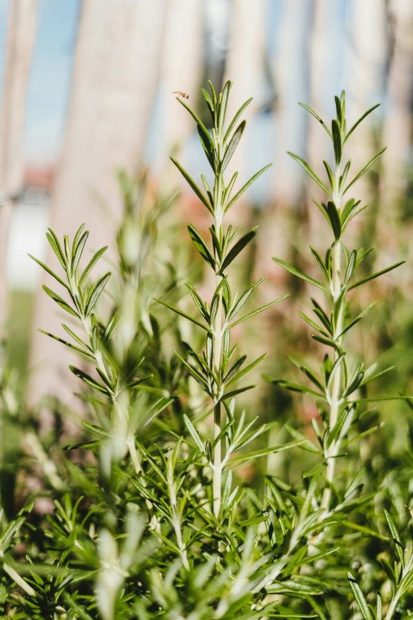 Plantas medicinales